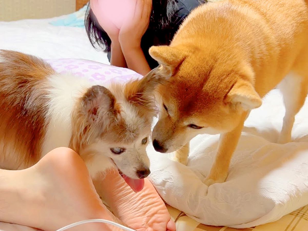 18歳の老犬が困っていたら、2歳の犬が…まさかの『優しすぎる行動』が泣けると5万再生「誰よりも早く面倒を見るの尊い」「健気で涙」と感動