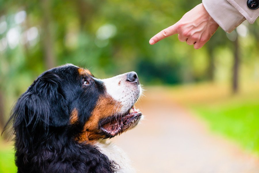 犬が『飼い主に懐かなくなる』絶対NG行為5選　愛犬が心を閉ざすダメ行動とは？