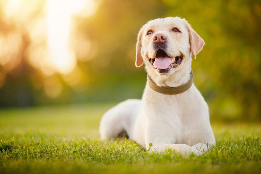 犬にとっての『辛い姿勢』４選！こんな状態だったら注意が必要かも…？