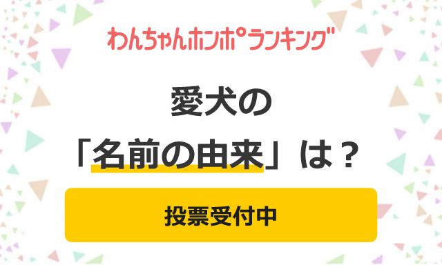 【投票受付中】愛犬の「名前の由来」は？