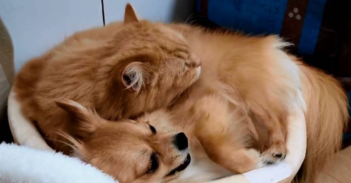 毛づくろいして♡狭小猫ベッドに無理やり入り込むイッヌ！2匹にほっこり