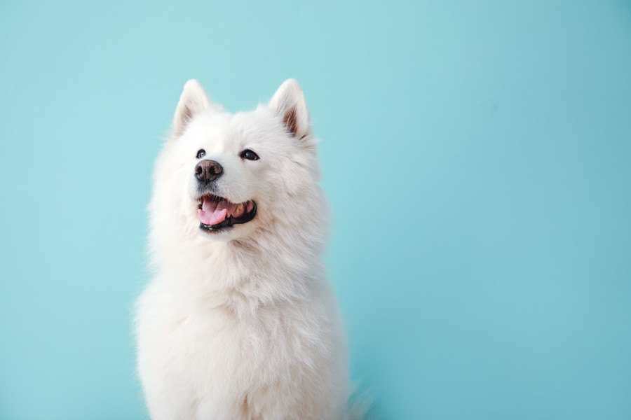 犬が夜泣きをする原因とは？年齢別に紹介｜夜泣きをなくす9つの方法