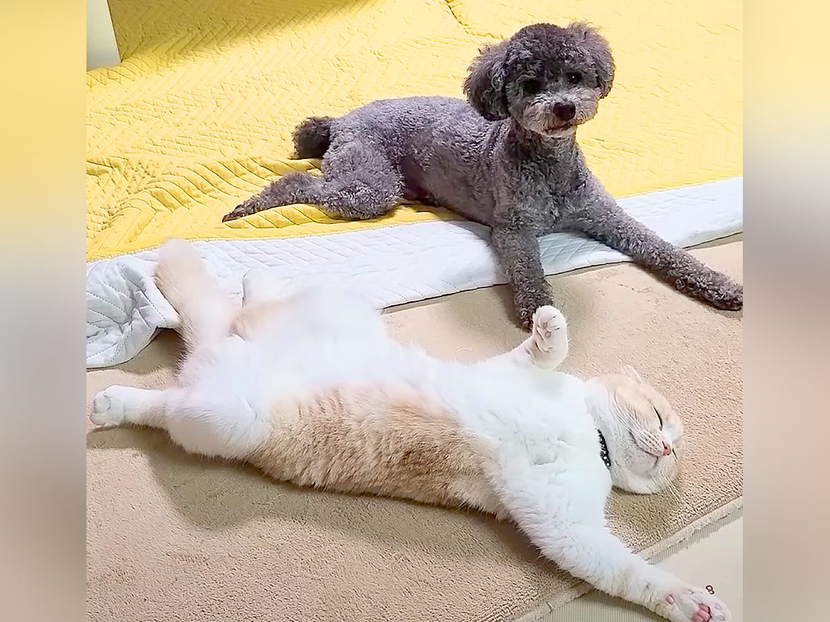 爆睡している猫が『オナラ』をした結果、隣にいた犬が…まるで人間のようなリアクションが226万再生「こいつ屁こきましたって顔で草」と爆笑