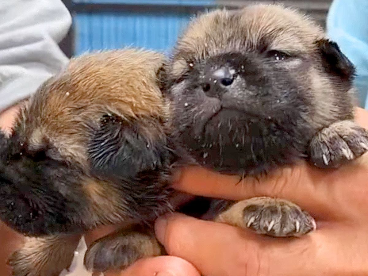 『このままだと死んでしまう』母犬が見当たらない"野生の子犬4匹"を緊急保護…まさかの結末に思わず涙「ありがとう」「本当に感謝」と賞賛