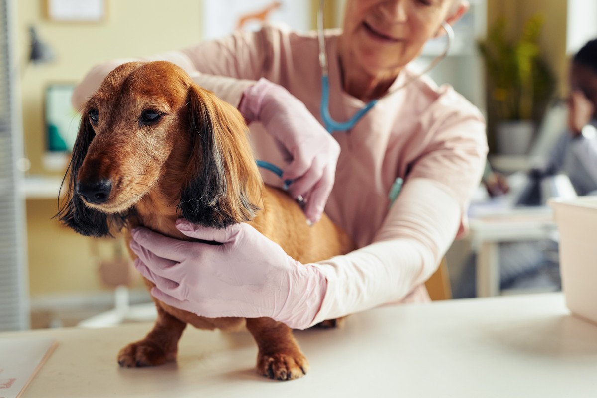 犬の下半身が異常になる病気7つ！歩き方や様子がいつもと変わらないかチェックしてみて