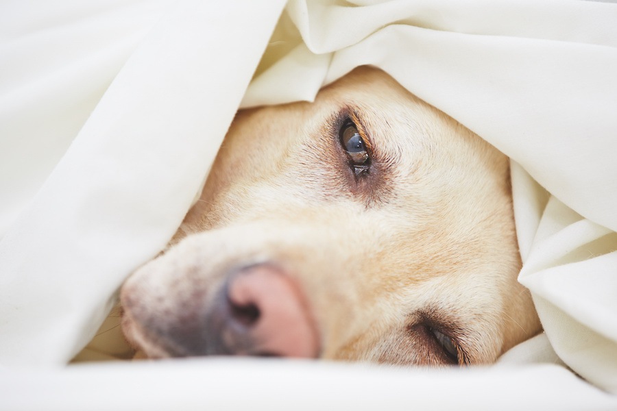 犬がうつ伏せでお尻だけをあげた姿勢は体調が悪い合図？