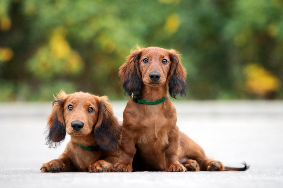 『短足な犬種』5選　性格や特徴、人気と言われている理由までご紹介