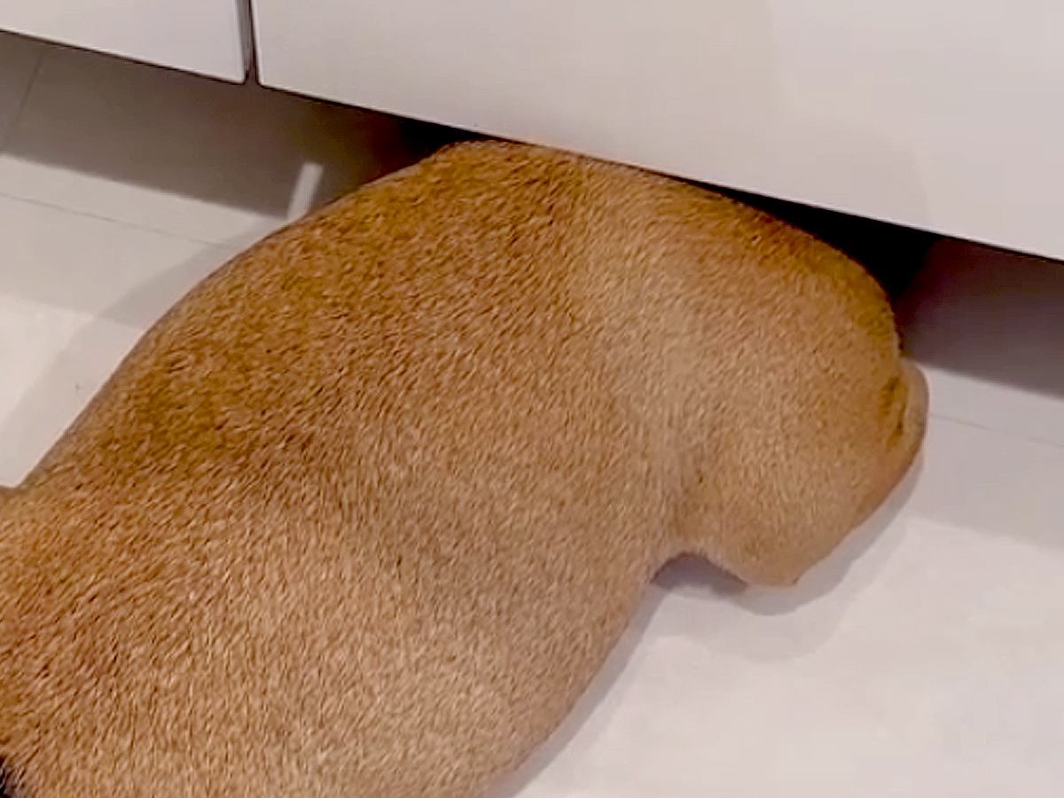 犬の姿が見当たらず、家中を探し回った結果…『想像もしなかった姿』で発見される光景が9万再生「可愛すぎて反則ｗ」「七面鳥で草」と絶賛の声