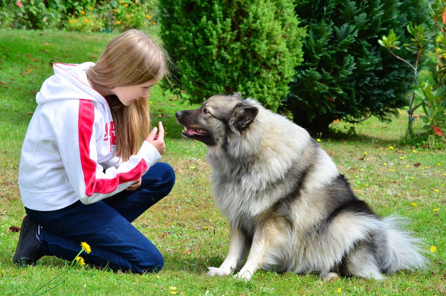 犬は会った事がある人を覚えているのか？