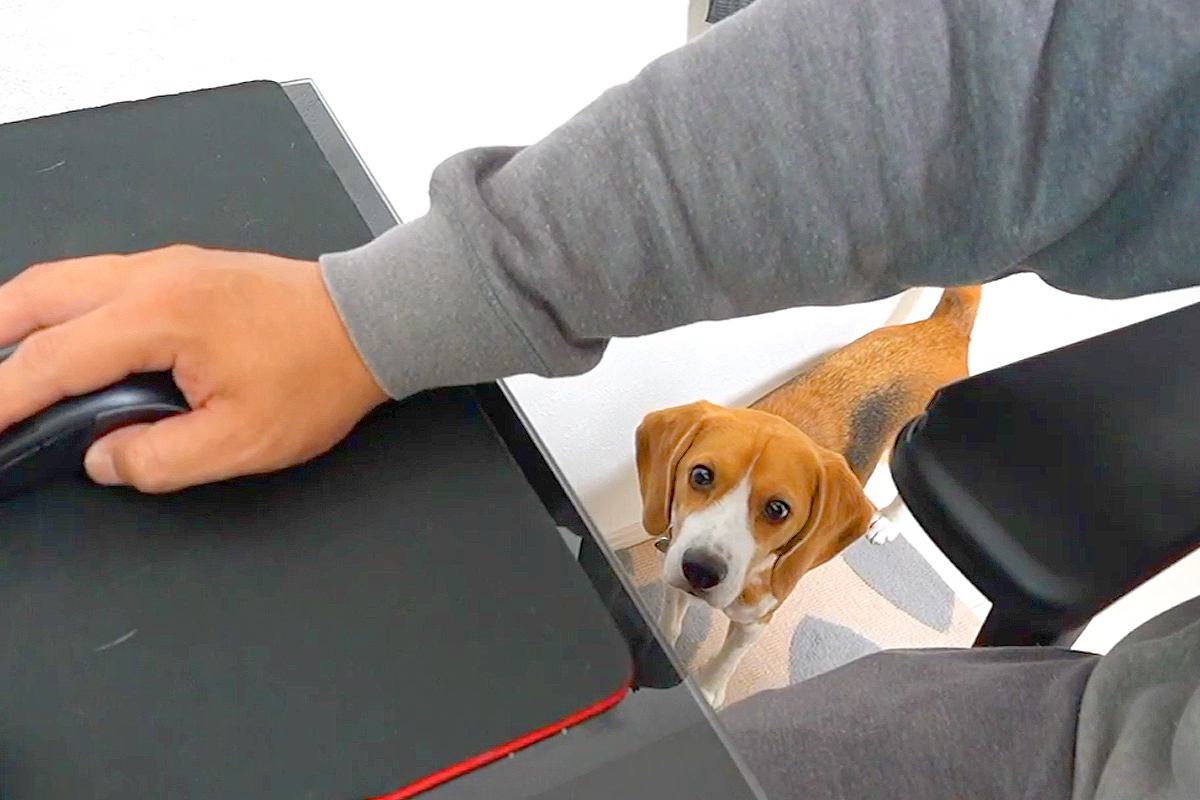 2階で仕事をしようとしたら、犬が『構ってよ』とついてきて…作業にならない『愛おしすぎる光景』に反響「寂しがり屋で甘えん坊」「子供みたい」