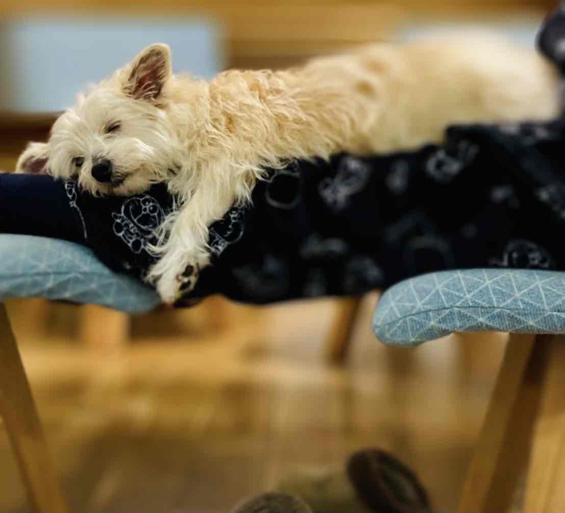 今では子育ての心の支えに♡子供にうなっていた保護犬との出会いと現在