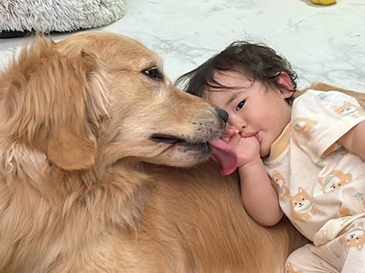 大型犬のことが大好きな１歳の女の子→甘えん坊に育った結果…涙が出るほど尊い『全力で可愛がる光景』が95万再生　独自スタイルの愛情表現に反響