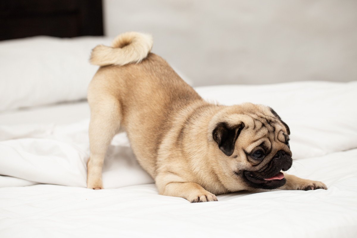 『クルクルなしっぽ』をしている犬種4選　可愛らしいワンコの特徴や魅力をご紹介