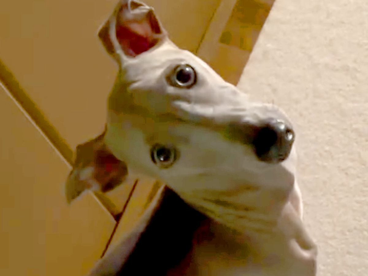 いつも廊下でピッタリついて歩く犬→不意打ちで『後ずさり』してみたら…まさかの光景が29万再生「信頼関係がすごい」「お利口すぎる」と絶賛
