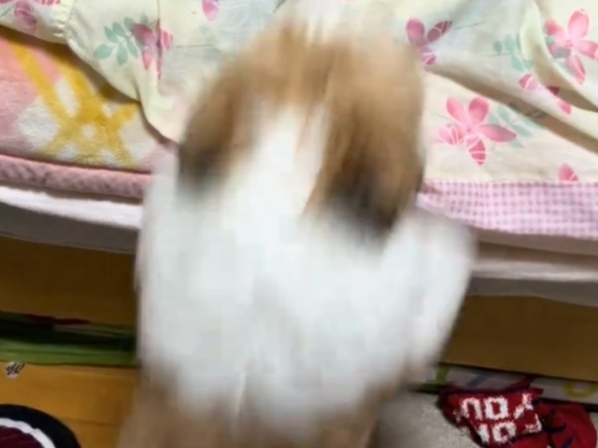 ベッドにジャンプして飛び乗ろうとするふわふわの犬→次の瞬間…ダサすぎる『まさかの光景』が144万再生「めちゃくちゃ可愛い」「吹いたｗｗ」