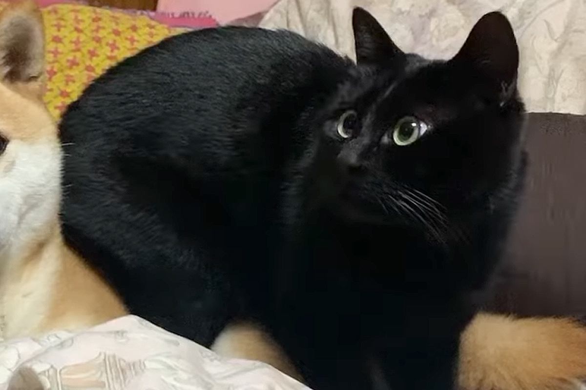 寝室に行くと、なぜか猫が『犬をベッド代わり』にしていて…愛おしい困惑の顔と『尊すぎる結末』が72万再生「落ち着くんだね」「可愛いｗ」