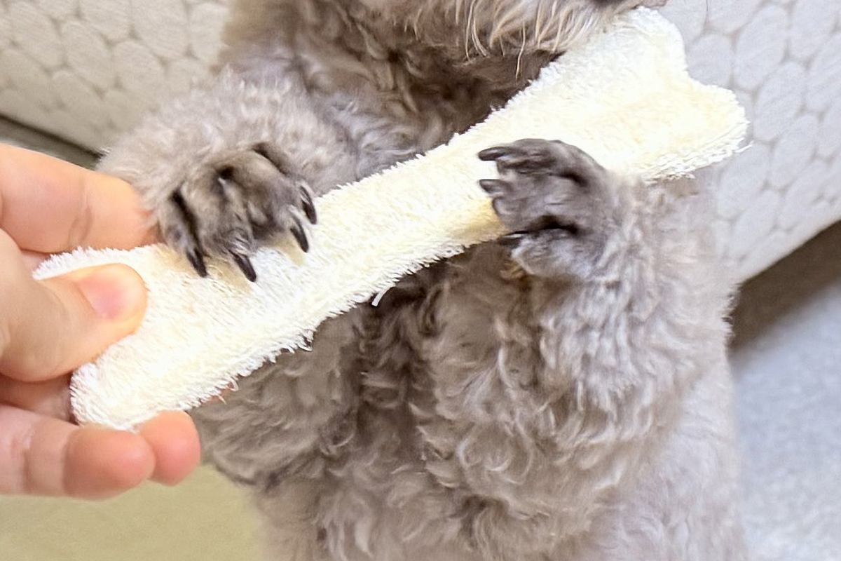 『前世はフルート奏者…？』犬におもちゃを渡してみたら、まさかの『優雅すぎる表情』に1万いいね「中に人いるでしょｗ」「音色が聞こえてくる」