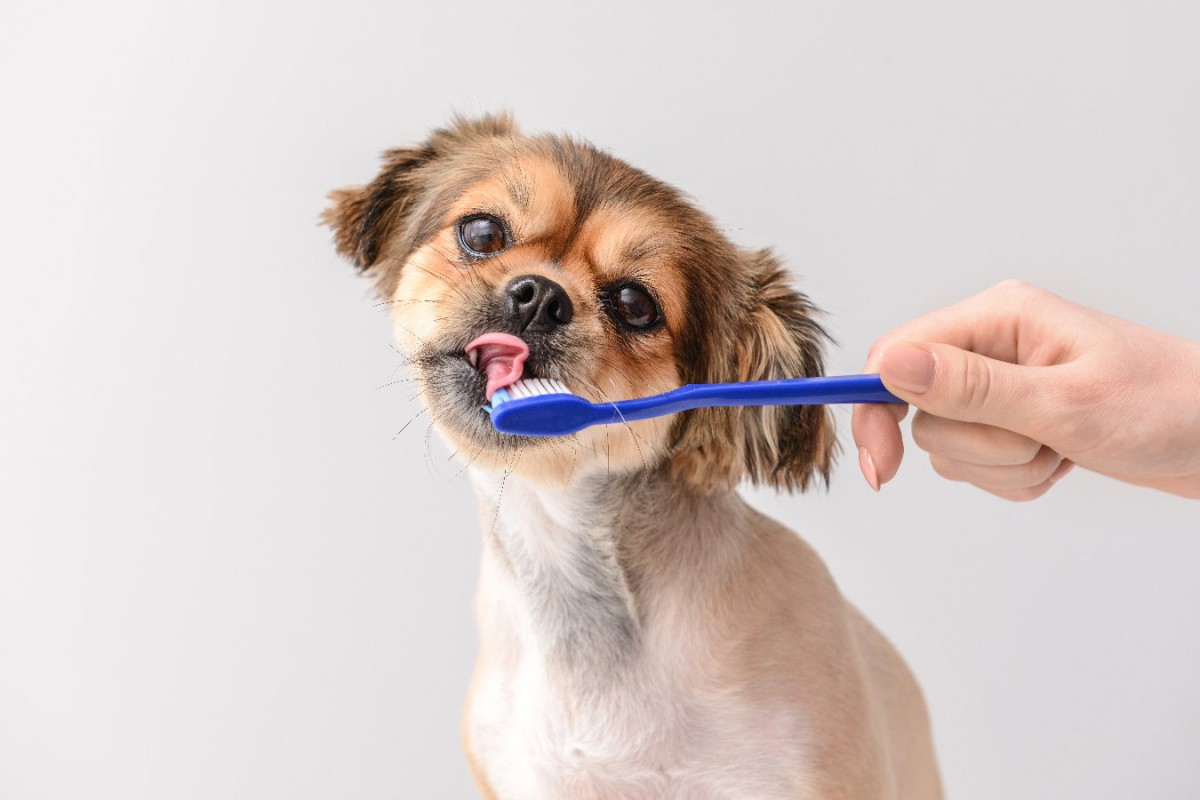 犬の歯周病予防の新しい希望！エリスリトールが歯周病菌を抑制