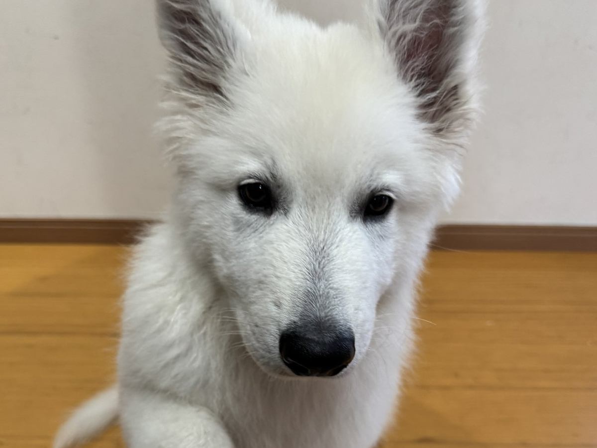 大型犬の赤ちゃんが『おての練習』をしたら…生後２ヵ月とは思えない『立派すぎるおてて』に1万いいね集まる「大きくなる証拠」「さすが大型」