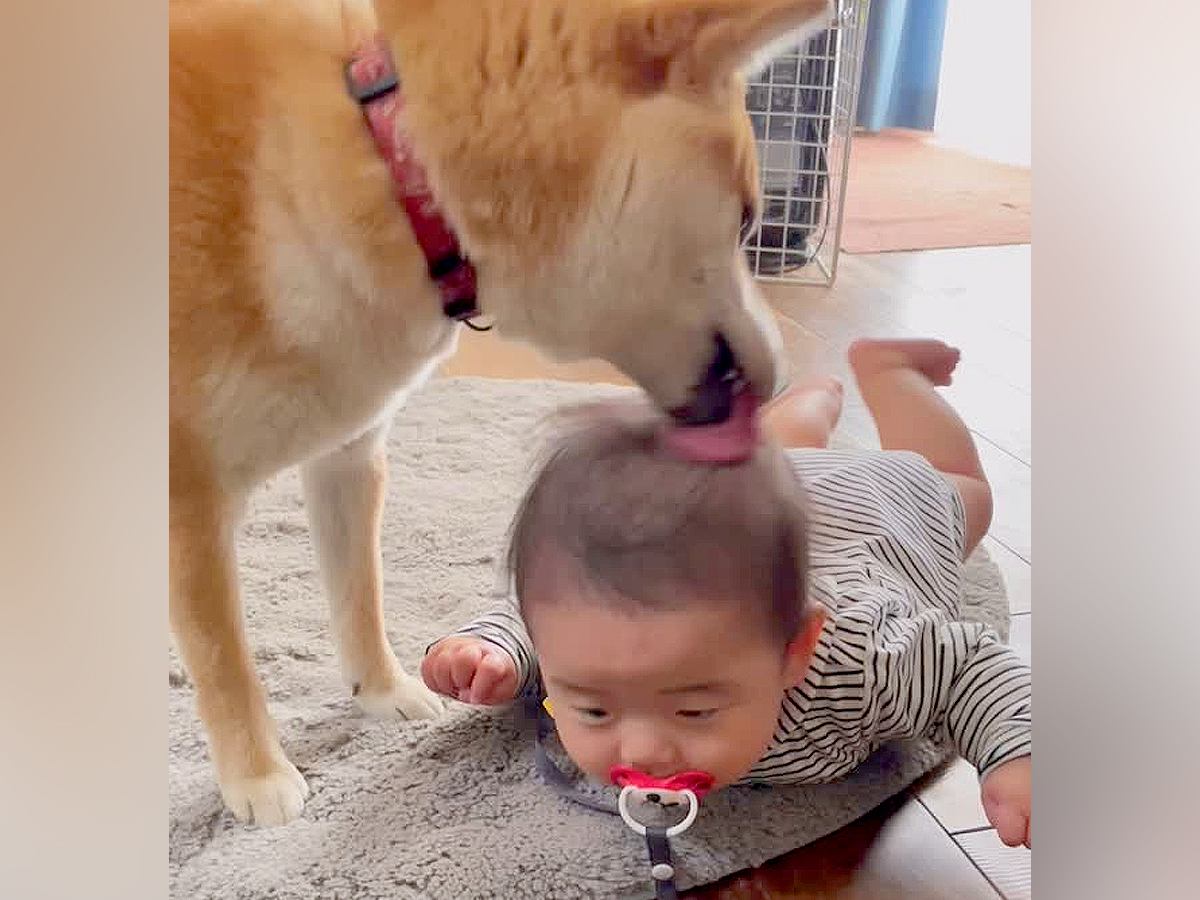 柴犬が暮らす家に『赤ちゃんが生まれた』結果→スクスクと育って…思わず涙がでる『3年後の光景』が98万再生「素敵すぎる」「泣けた」と絶賛
