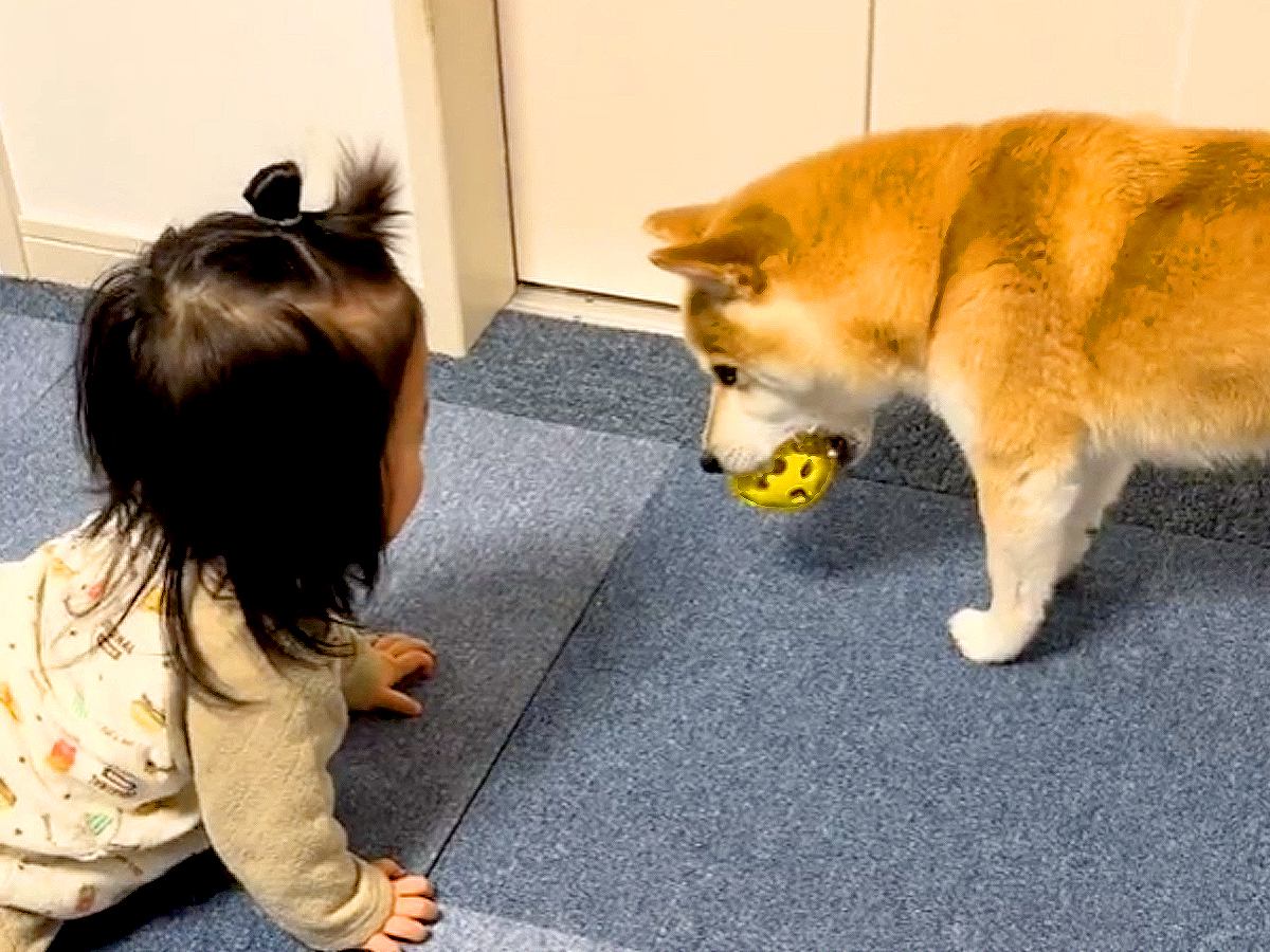 赤ちゃんが泣いていたら、目の前にいた犬が…今までしたことのなかった『まさかの行動』が80万再生「優しいお姉ちゃん」「渡してやったぞ感ｗ」