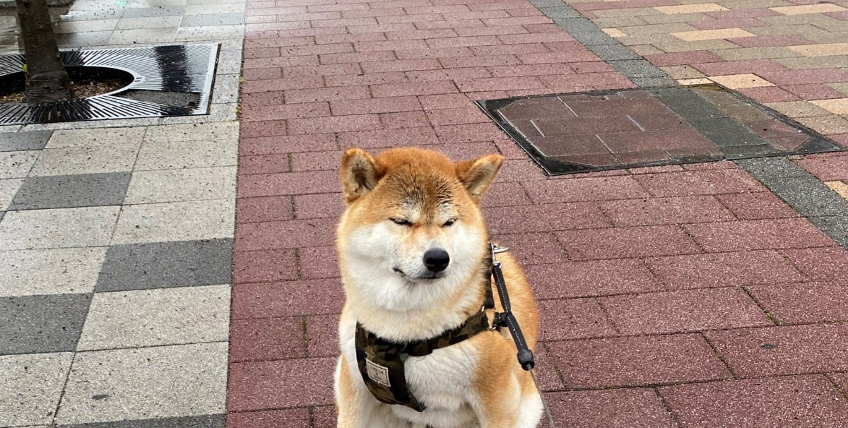 雨のせい？『見たことのない座り方』をする柴犬さんが話題