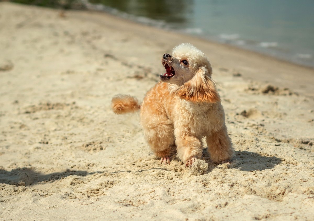 犬は『飼い主の敵』を見分けることができる？