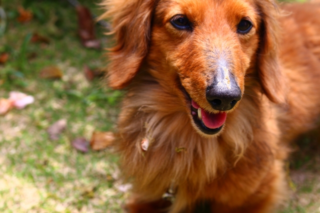 ジョンへ【天国にいる愛犬への手紙】