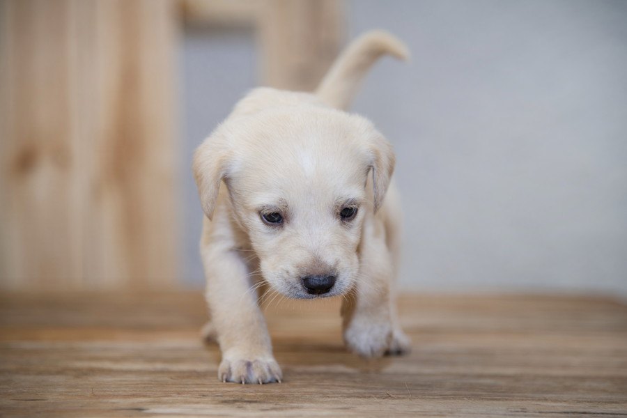 犬にとって『居心地が悪い場所』５選