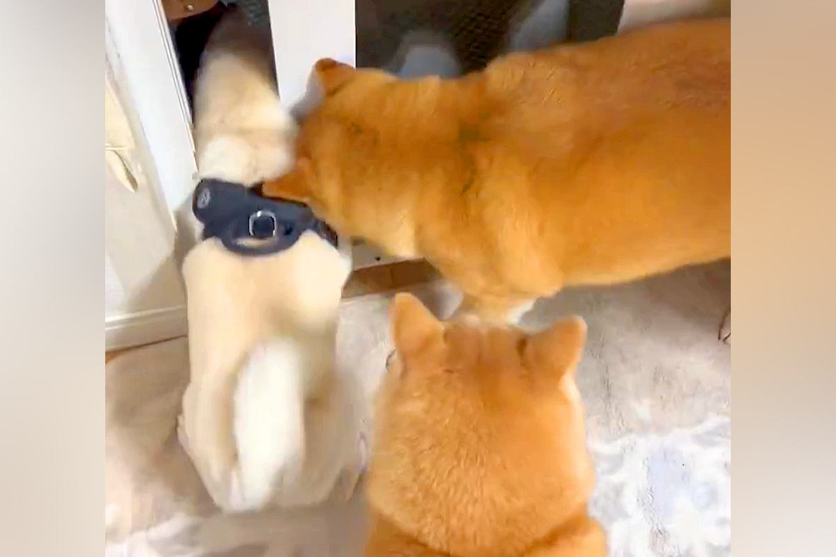 犬たちが外に出たがるので、ドアを開けた結果→『ムチムチボディの犬』だけが…コントのような展開に爆笑「グラマラスボディｗ」「挟まってて草」