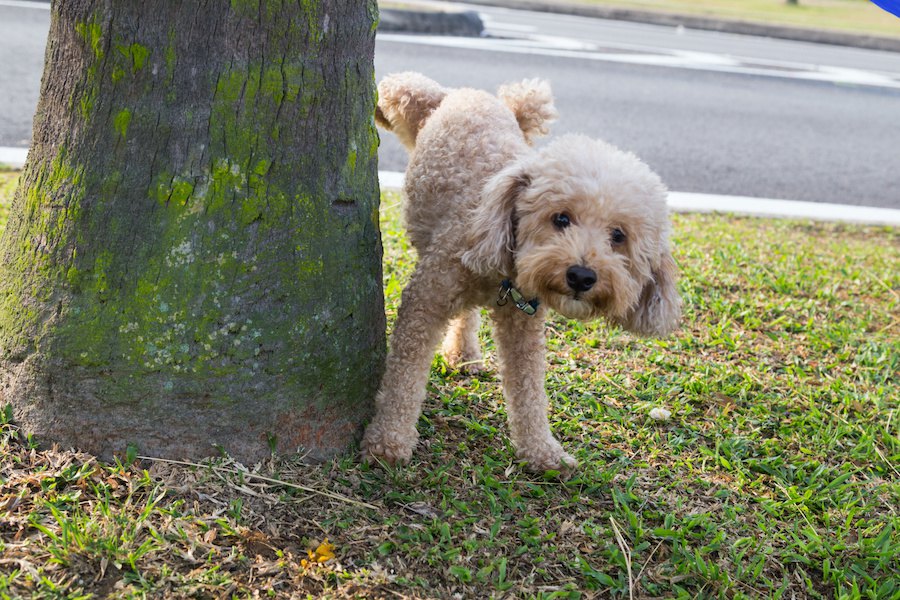 犬がオシッコのあとによくする行動