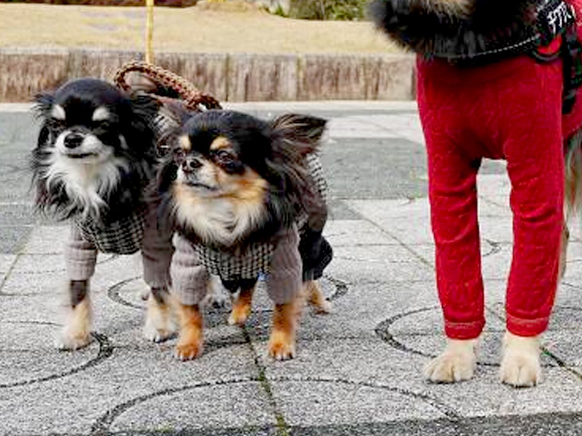 『本当に小型犬…？』３匹のチワワが並んだ結果→なぜか１匹だけ…目を疑う『衝撃的なサイズ差』が305万表示「柴犬かと思ったｗ」と爆笑