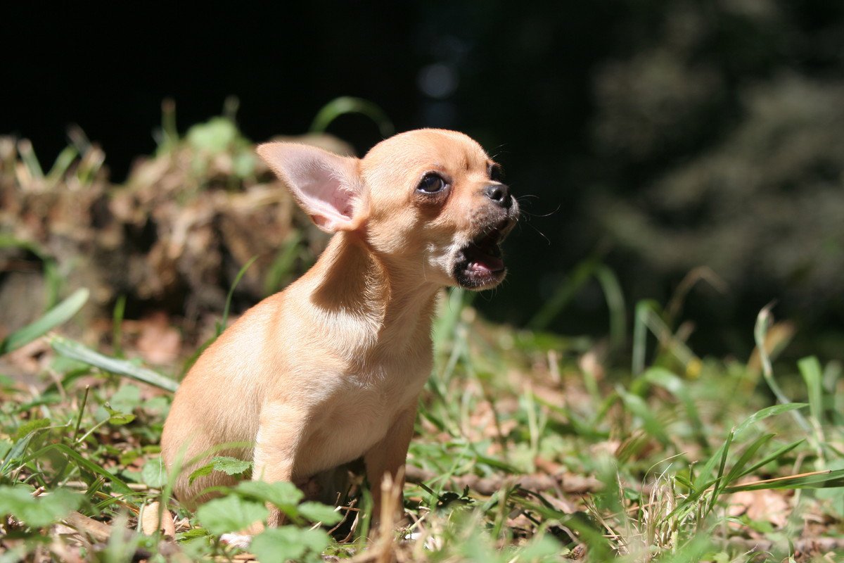 『無駄吠えしやすい』小型犬5選　鳴き声が大きすぎるときの対処法や適切なしつけ方法まで