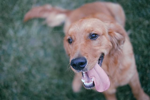 「犬を飼うってステキですか？」初めて飼う前に読んでおきたい一冊！