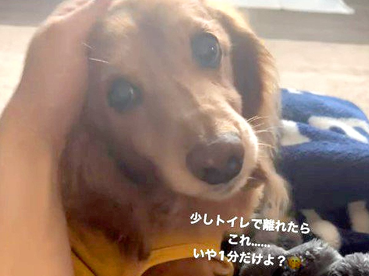 犬を置いてトイレに行った結果…たった1分なのに『文句』を言う光景が170万再生「可愛すぎるｗ」「うちの子も同じです」共感の声も