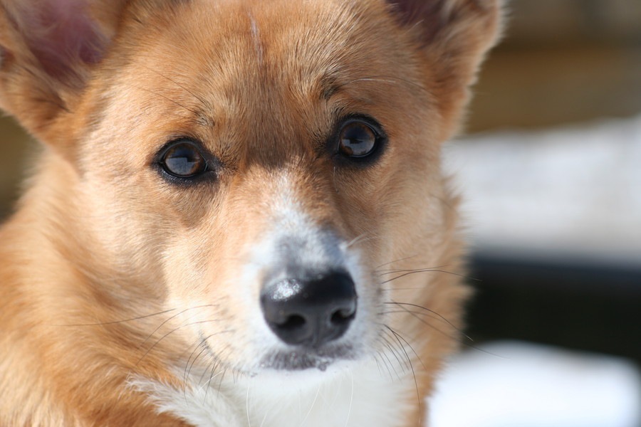 愛犬からの信頼度診断！10のチェック項目