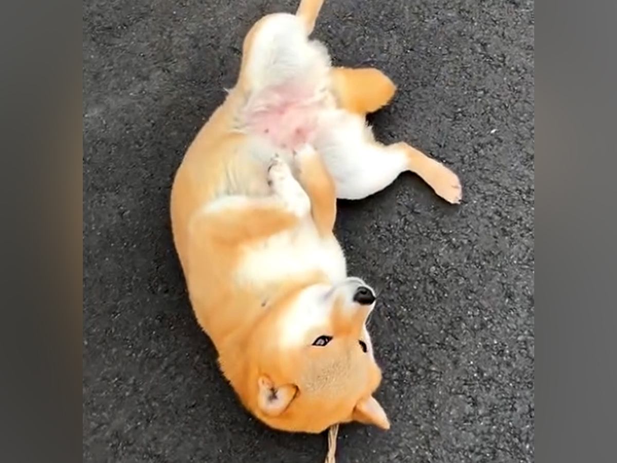 散歩の経験がない『繁殖引退犬』→外に出しても３歩が限界で…別犬のような『３週間後の光景』に感動「コロン可愛いと思ってたら…」「頑張った」