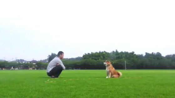 柴犬まるちゃんの哀愁漂うキャッチボールが話題！