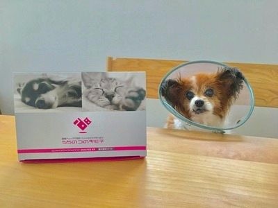 「うちのコのキモチ」で愛犬の腸内環境を解析！健康維持につなげよう