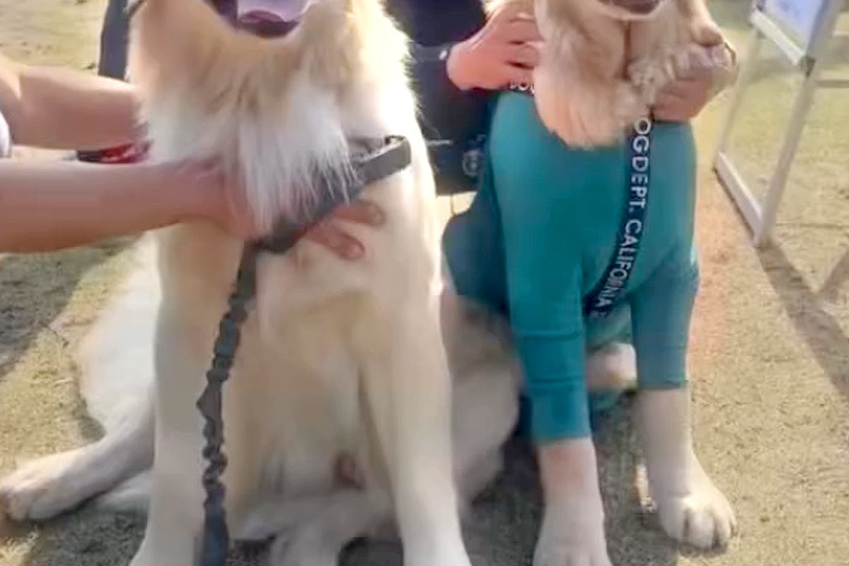 大型犬のオフ会に行ったら『愛犬そっくりなワンコ』を発見→詳しく話を聞くと…奇跡的すぎる『まさかの展開』が11万再生「ご縁だ」「すごい」