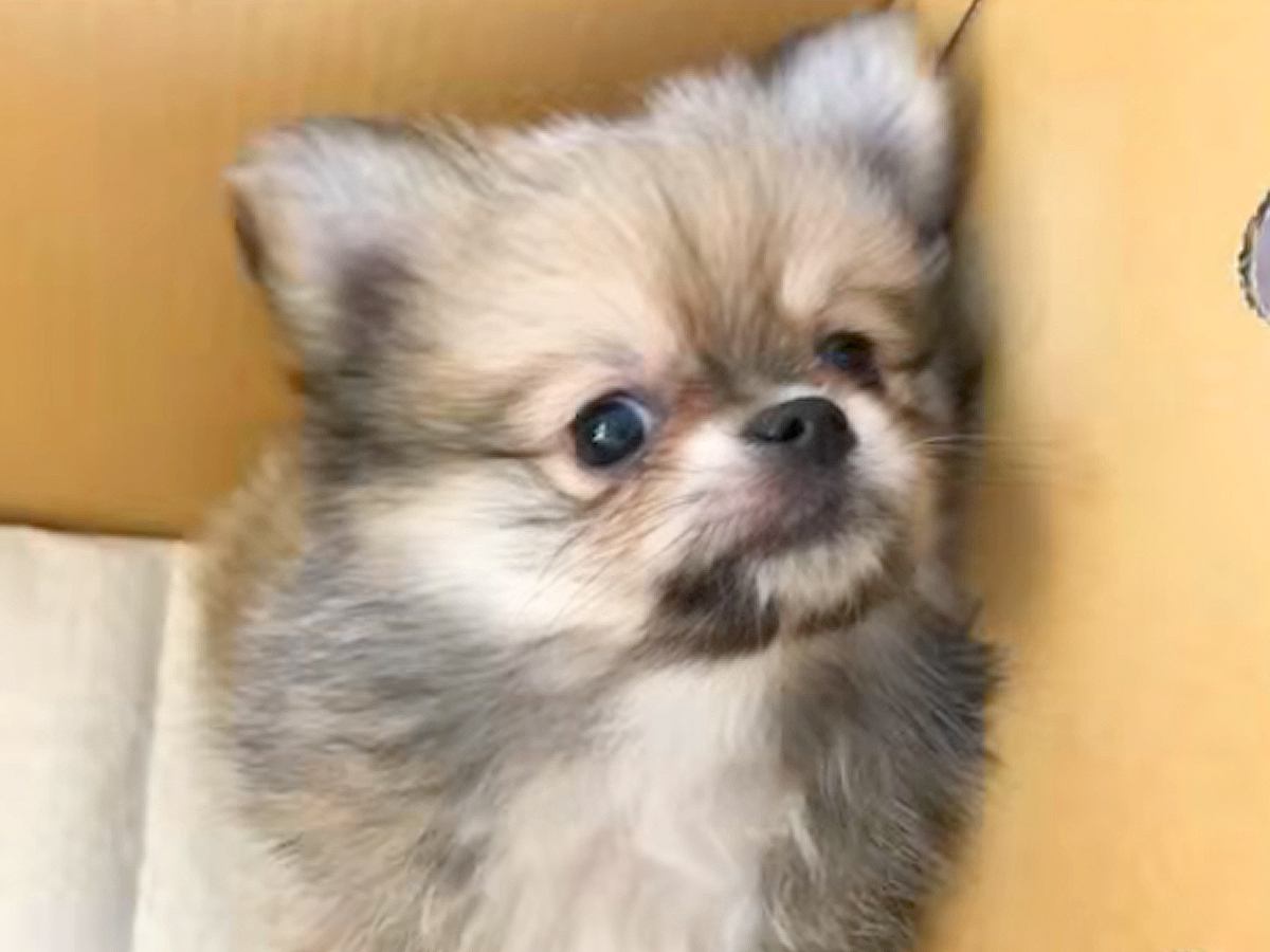 『３キロくらいに成長する』と言われた子犬→ご飯を食べず心配していたら…数ヶ月後『衝撃的なビフォーアフター』に反響続々「愛情の重さ」