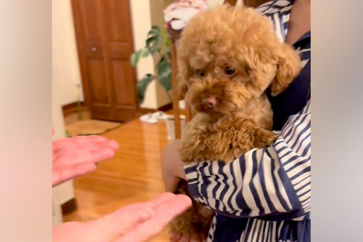 ママに抱っこされている犬→家族みんなで『おいで』と言うと…あまりにも尊い『拒否の仕方』が81万再生「愛めちゃくちゃ強い」「もう可愛すぎ」