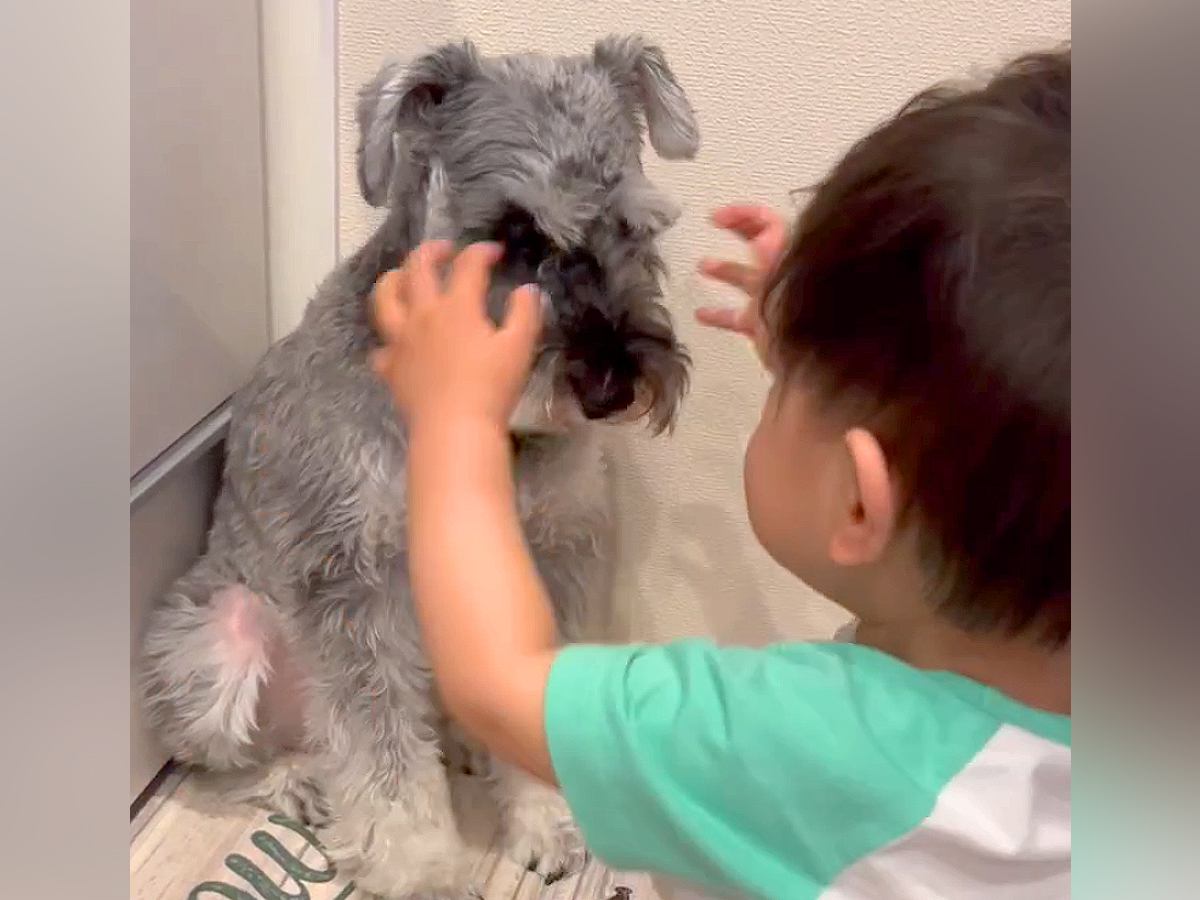 寝起きの小さな男の子が、雷に怯えている犬に…あまりにも尊い『まさかの行動』が40万再生「なんて優しい世界」「ふたりとも可愛い」と大反響