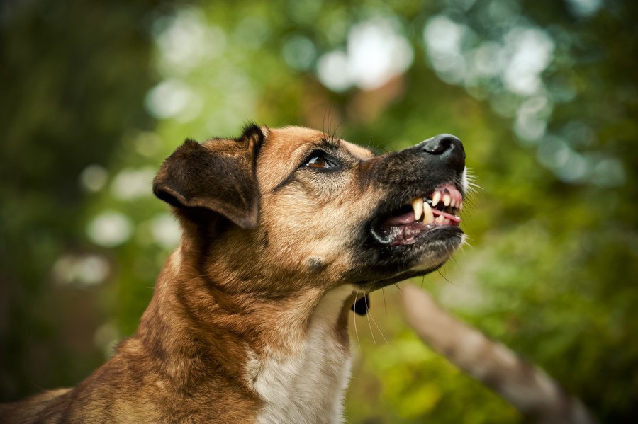 気をつけて！犬が怒っている時の表情や仕草６つ