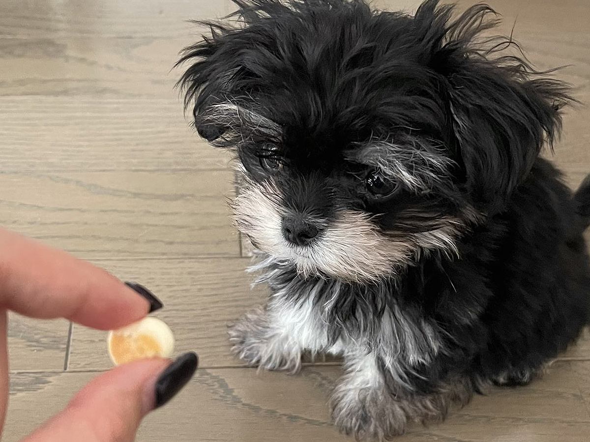 生後10ヶ月の子犬におやつを見せた結果→『喜んで食べる』と思ったら…想像の上をいく『まさかの光景』に2万いいね「可愛すぎ」「ぬいぐるみ」