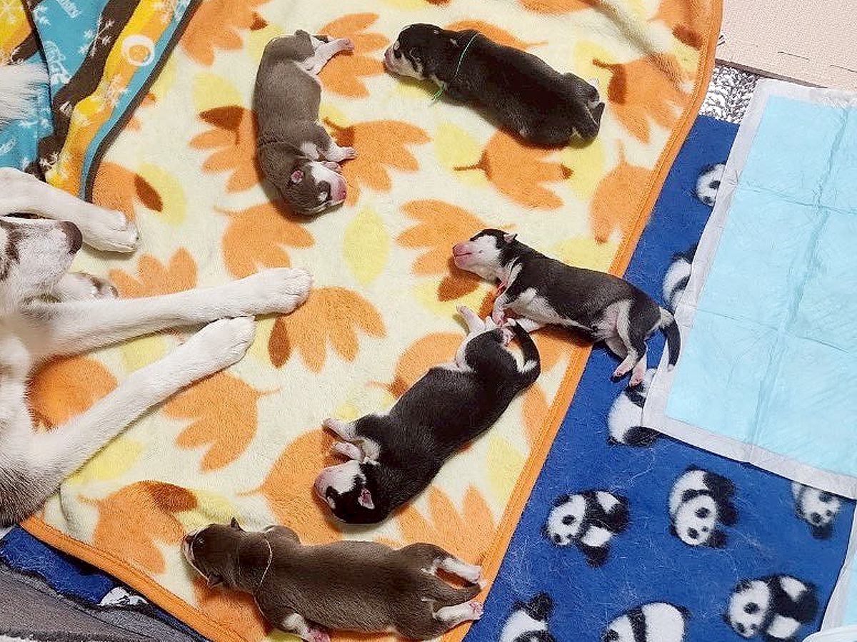 生まれて間もないハスキーの赤ちゃんたち→1年後に再集結した結果…『圧巻の成長ビフォーアフター』に5万いいね「なんて立派に」「尊すぎる」