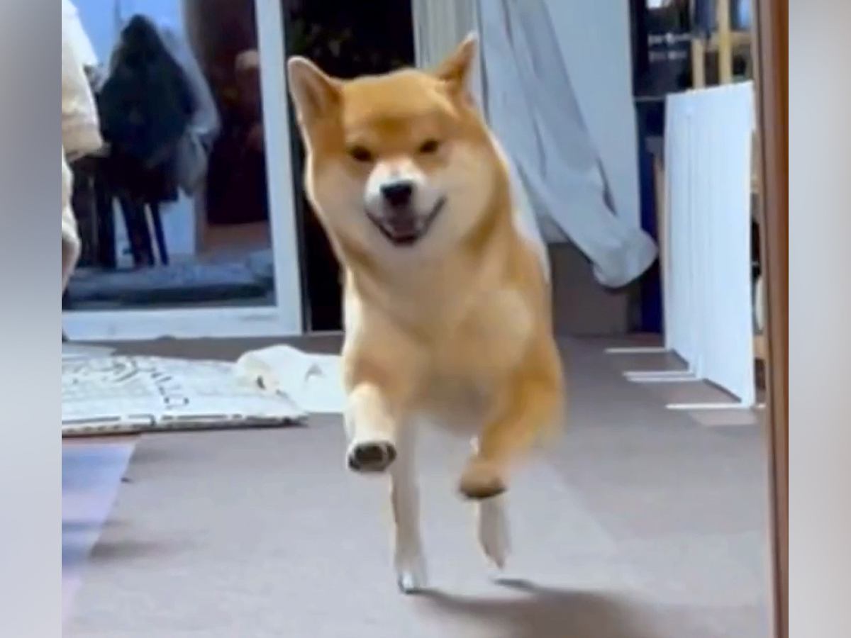 『玄関を開けたら犬が激烈お出迎えしてくれた』と思ったら…『そっちかーい！』まさかの展開に「大爆笑したｗ」「本命違うの草」と絶賛の声