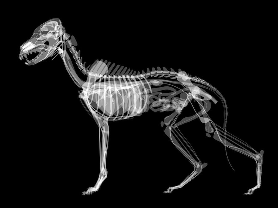 犬の解剖図もVRで学べる？獣医学の最新技術を紹介