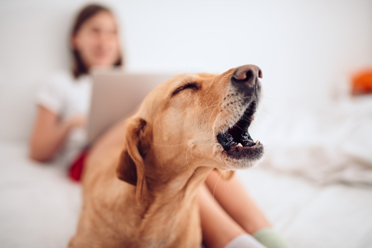 犬が鳴き続けてうるさい！4つの理由とやめてもらうために飼い主がすべきこと