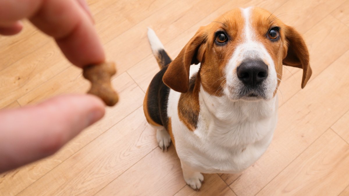 犬にも『イヤイヤ期』があるの？反抗的な態度をみせる理由や飼い主がとるべき対応まで